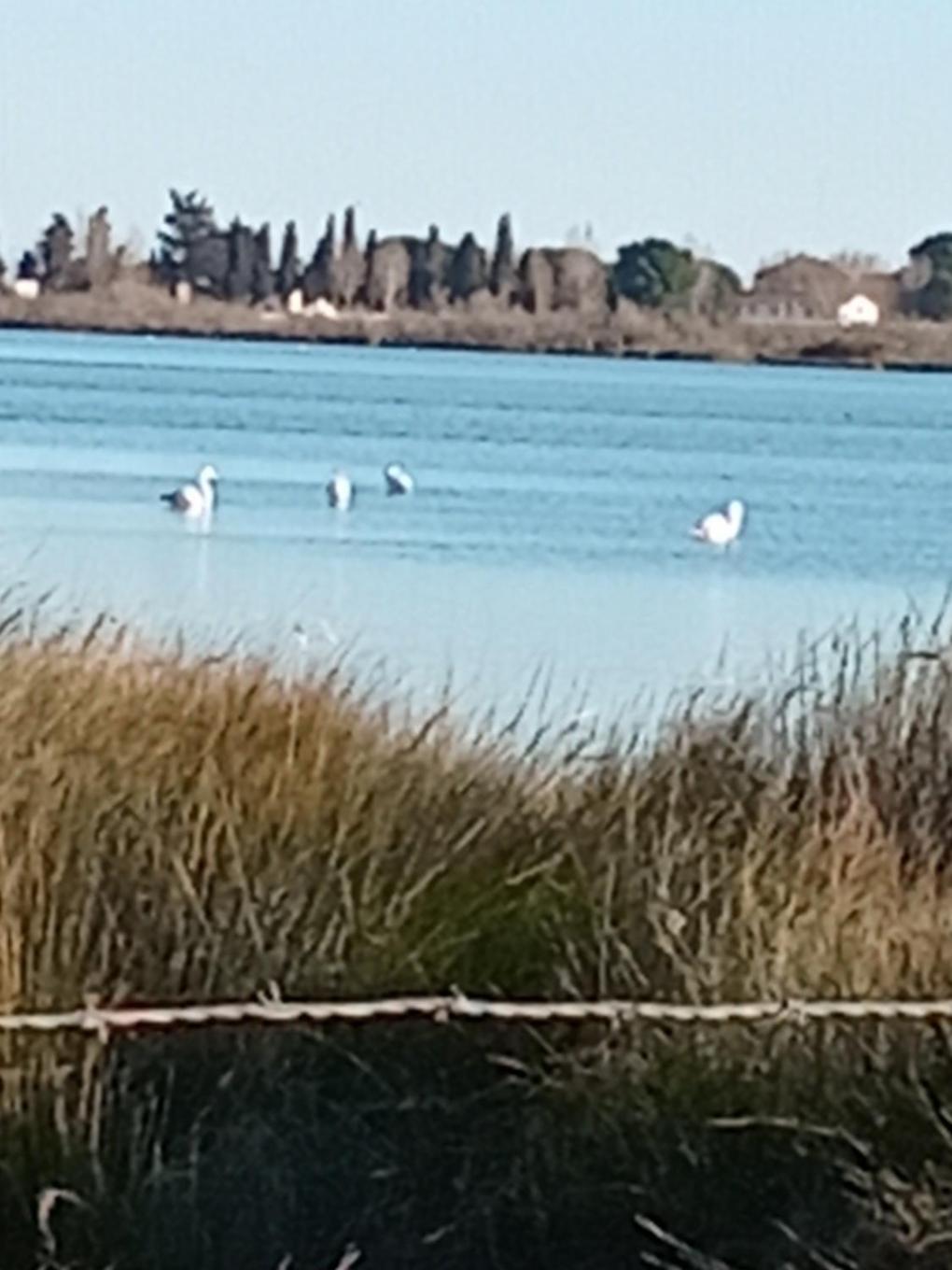 Aigues Mortes Studio De Vacances En Camargue Екстер'єр фото